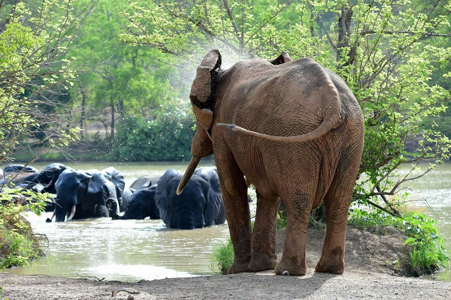 Photograph of Mole National Park